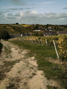 Scenic view of vineyards in France during autumn, with picturesque rural landscape.