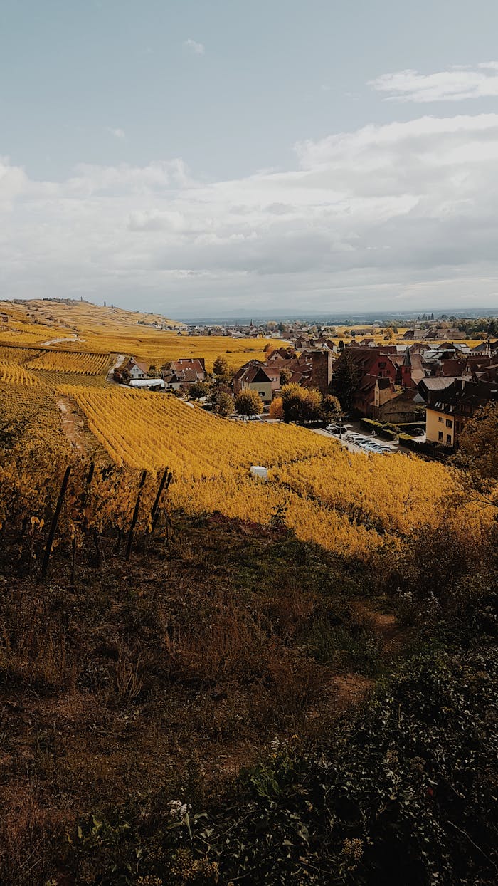 Picturesque view of a rural village surrounded by golden fields in autumn.